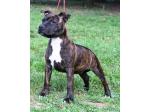 AMSTAFF Lucy