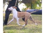 AMSTAFF Sharon