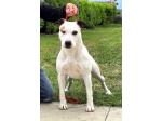 AMSTAFF Lola ( Ataxia Clear By Parental)