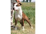 AMSTAFF Gold (Ataxia ClearBy Parental)
