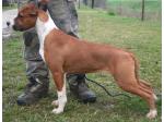 AMSTAFF Thess (Ataxia Clear)