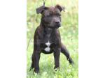 AMSTAFF Funny
