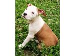 AMSTAFF Sharon