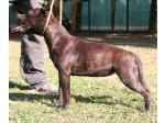 AMSTAFF Funny