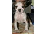 AMSTAFF Homer (Ataxia Clear By Parental)