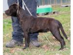AMSTAFF Funny