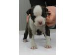 AMSTAFF Miami (ataxia Clear by Parental)