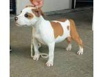AMSTAFF Fanta (Ataxia Clear By Parental)
