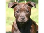 AMSTAFF Funny