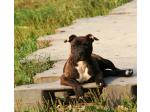 AMSTAFF Lucy