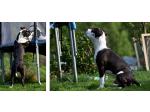 AMSTAFF Obelix (Ataxia Clear By Parental)