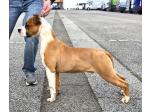 AMSTAFF Red (Ataxia Clear by parental) 