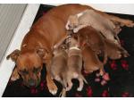 AMSTAFF puppy