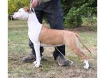 AMSTAFF Sharon