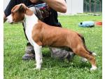 AMSTAFF Blaster (Ataxia Clear By Parental)