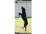 AMSTAFF Funny
