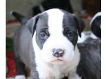 AMSTAFF Ettore (Ataxia Clear by parental)