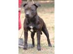 AMSTAFF Funny