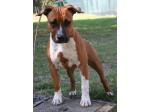 AMSTAFF Wendy (Ataxia Clear By Parental)