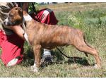 AMSTAFF West (Ataxia Carrier)