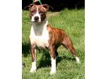 AMSTAFF Vana (Ataxia Clear By Parental)