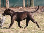 AMSTAFF Funny