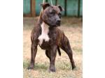 AMSTAFF Lucy