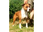 AMSTAFF Thess (Ataxia Clear)