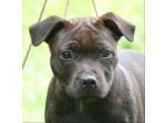 AMSTAFF Funny