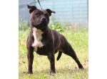 AMSTAFF Lucy