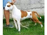 AMSTAFF Fanta (Ataxia Clear By Parental)