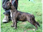 AMSTAFF Lucy