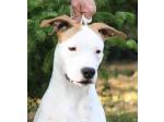 AMSTAFF Sharon