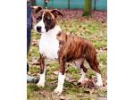 AMSTAFF Vana (Ataxia Clear By Parental)