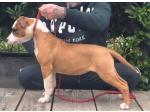 AMSTAFF Baby (Ataxia Clear by parental) 