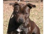 AMSTAFF Funny