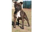 AMSTAFF Funny