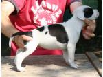 AMSTAFF Maggie (Ataxia Clear by Parental)