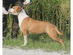 AMSTAFF Blondie (      Ataxia Clear By Parental)