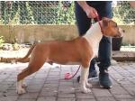 AMSTAFF Pablo (Ataxia Clear by parental) 
