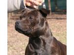 AMSTAFF Funny
