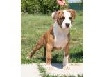 AMSTAFF Chico (Ataxia Clear By Parental)