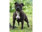 AMSTAFF Lucy