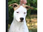 AMSTAFF Sharon