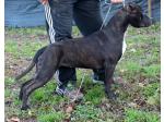 AMSTAFF Jacqueline (Ataxia Clear by Parental)