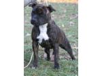 AMSTAFF Lucy