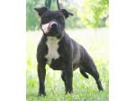 AMSTAFF Lucy