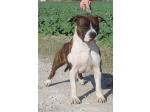 AMSTAFF Tiger (Ataxia Clear By Parental)