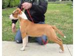 AMSTAFF Baby (Ataxia Clear by parental) 