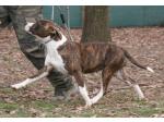 AMSTAFF Vana (Ataxia Clear By Parental)